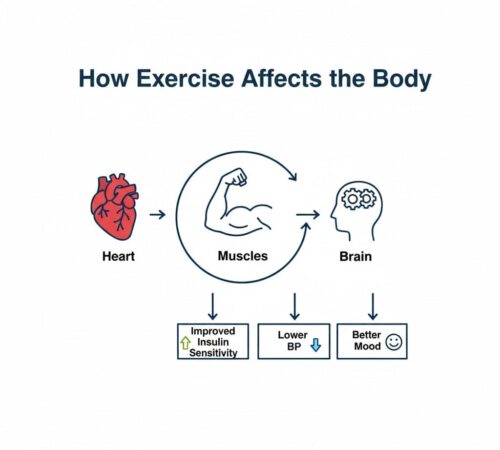 How Exercise Affects the Body